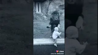 الدنيا غدارا يا خال دندنها