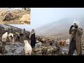 Lagu 🌨Nomadic life in the harshest conditions: Building a roof for a donkey shelter in the rain and snow