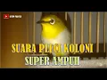 Download Lagu SUARA PLECI KOLONI UNTUK PIKAT