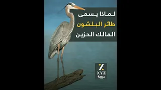 لماذا يسمى طائر   البلشون   المالك الحزين دندنها