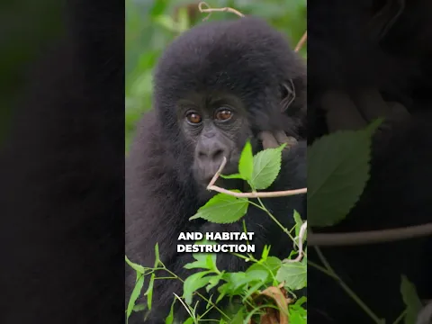 Gorillas Caught in their Most Human Moment