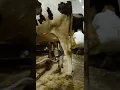 Download Lagu Machine milking method #shorts