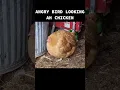 Download Lagu Angry Bird In Real Life