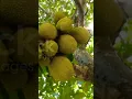 Download Lagu WOW! Amazing jack fruit tree and harvesting #shorts