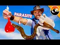 Download Lagu PARASITE KRYPTONITE! Will it work?!