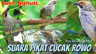 pasti nyaut suara pikat cucak rowo paling ampuh untuk mikat pancingan u0026 masteran mp3 free download