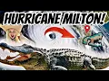 Hurricane Milton Gatorland Faces A Powerful Hurricane Tornadoes in Florida