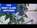 Download Lagu Kacer betina memancing kacer jantan ampuh atasi kacer macet bunyi #pancingankacerbahan