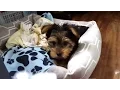 Trying to CATCH my YORKIE PUPPY 12 week old