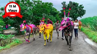  bail pola maharashtra mattu pongal kadalekai habba jallikattu
