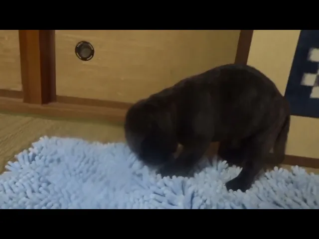 動画