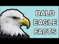 Bald Eagle Facts The Life of the Bald Eagle