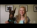 AKC Marketplace