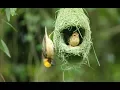 Download Lagu Bird Home - Animal Architects And The Beautiful Homes They Build (Documentary)