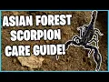 Download Lagu ASIAN FOREST SCORPION CARE GUIDE! How to Care for a Asian Forest Scorpion