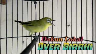 local pleci dakun over birahi