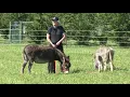Donkey Training How To Halter The Naughty Donkey