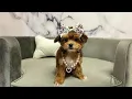 Yorkiepoo F at Furry Babies Portage