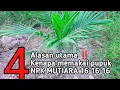 Lagu PEMUPUKAN KELAPA SAWIT TBM PAKAI NPK MUTIARA 16 16 16