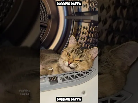 Vaalak Peiyu 🤣 #funny #cat #shorts #dog #shortsfeed #animals #dubbingdappa #catvideos #pets #comedy