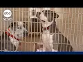 Maui Humane Society racing to rescue missing pets