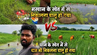 मखान के खेत में से निकालना चालू हो गया VS धान के खेत में से घास भी निकलना चालू हो गया #vlog #vlogs 