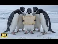 Lagu Why Did They Gather in Hawaii? The Emergency Penguin Summit \