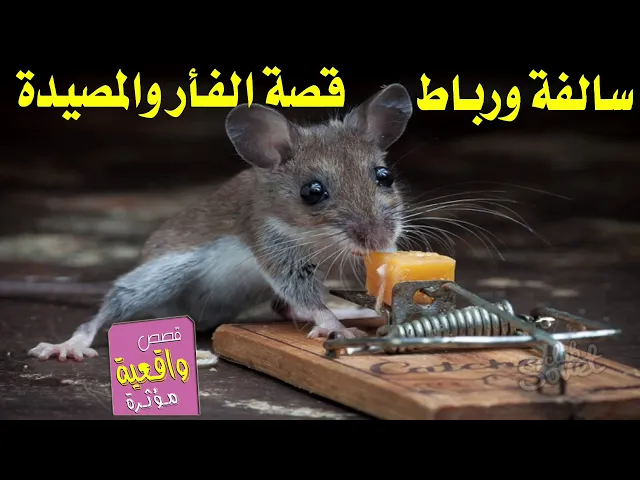 سالفة ورباط - قصة الفأره والمصيدة