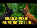 Lagu suara pikat Cililin Hutan Asli! Panggilan Gacor Cililin Hitam dan Coklat