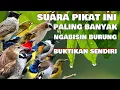 Download Lagu Suara Pikat Burung Kecil Paling Ampuh 12 12 2022   @AnakDesaKicau