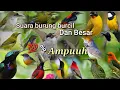Download Lagu SUARA PIKAT BURUNG RIBUT ,,,Sapu bersih semua burung hutan dan belukar