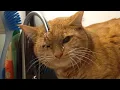 Download Lagu Funniest Cats 😹 - Don't try to hold back Laughter 😂 - The Pet Collective