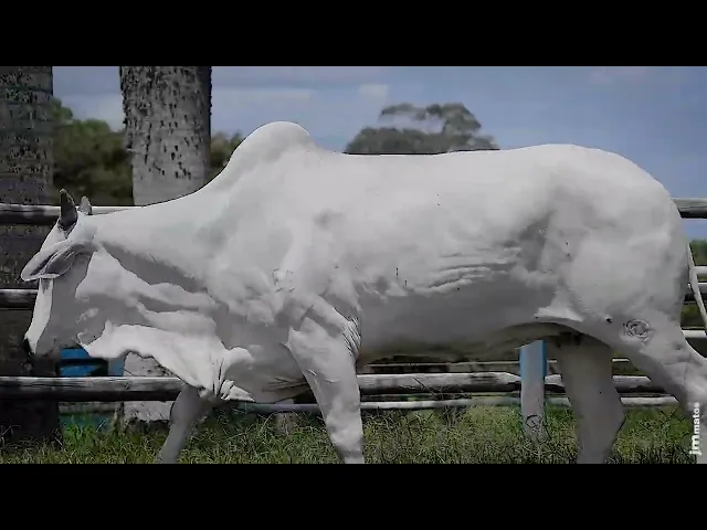 Matriz Nelore SGN - 2414