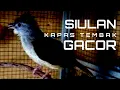 Lagu Siulan kapas tembak gacor pemancing bunyi