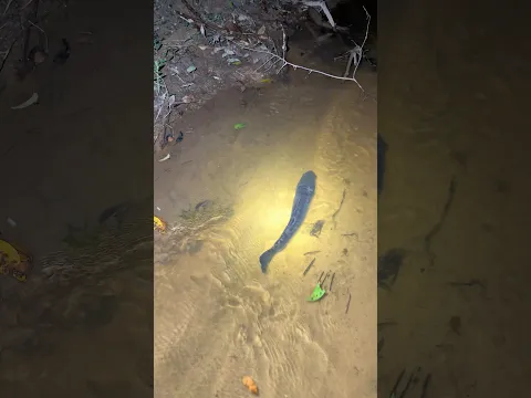 Tiba-tiba ada ikan toman monster yang melintas !!! #fishing #viral #toman