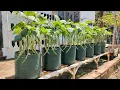 Lagu cara menanam buncis kenya pendek berbuah lebat || how to plant short kenya beans with heavy fruit