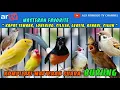Download Lagu Kompilasi masteran favorite : Kapas tembak, Lovebird, Cililin, Gereja, Kenari, Cigun.