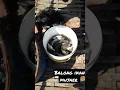 Panen Ikan mujaer