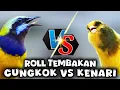 Lagu 🔴masteran murai batu, cucak cungkok duet canary tembakan roll panjang, video jeda