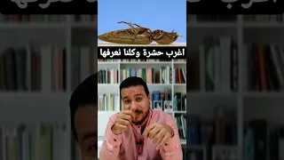 الخنفساء المطقطقة او فرقع لوز اغرب حشرة في العالم دندنها