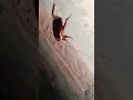 Download Lagu ##insects ##insecticida ##911 ##bug ##viral ##telapoka ##