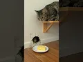 The Cat's Shocking Trap… Will the Mouse Survive? #cutepets #funnyanimals #kitten