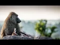 Download Lagu Rare behaviour - baboon snatches a baby impala (Serengeti)