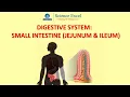 Small intestine Jejunum Ileum Science Excel
