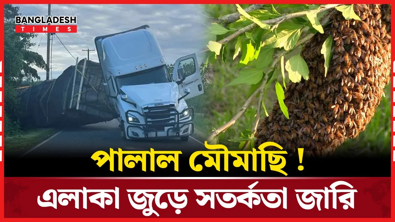 যুক্তরাষ্ট্রে ট্রাক উল্টে উড়ে গেল ২৫ কোটি মৌমাছি !