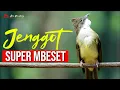 Download Lagu MASTERAN CUCAK JENGGOT GACOR SUPER BESET RAPET