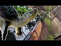 Download Lagu Zit de bijtschildpad in het zuur in een hagedissenverblijf?!