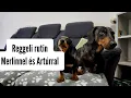Download Lagu Merlin és Artúr reggeli rutinja 🐶🐶 #merlinesarturkalandjai