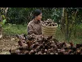 Harvesting Giant Arrowroot, Han Brings It To The Market To Sell, Everyone Is Fighting To Buy It