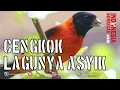 Download Lagu Suara Burung Red Siskin Gacor Cocok Untuk Masteran Kenari